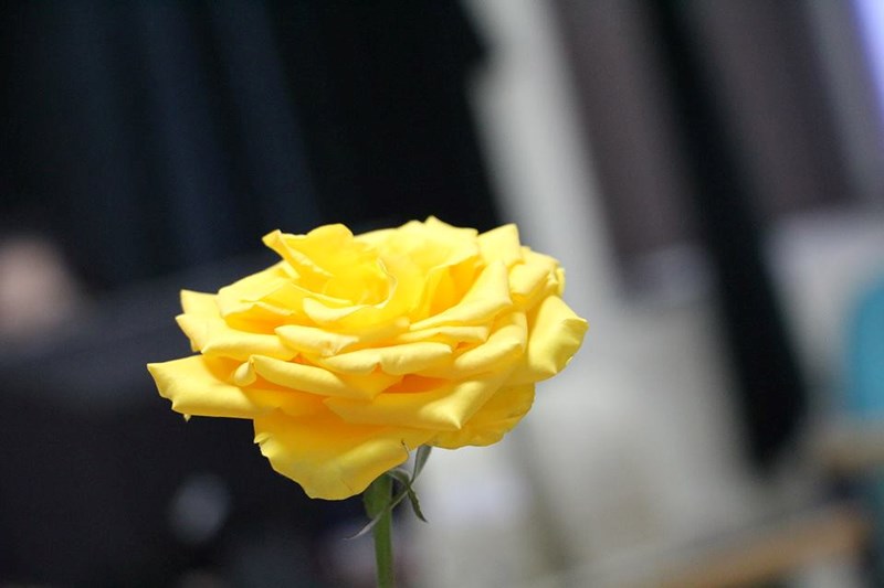 hoa hồng vàng mang ý nghĩa may mắn và thành công